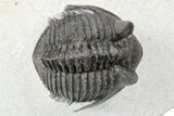 Tower-Eyed, Erbenochile Trilobite - Ou Driss, Morocco #254076-1